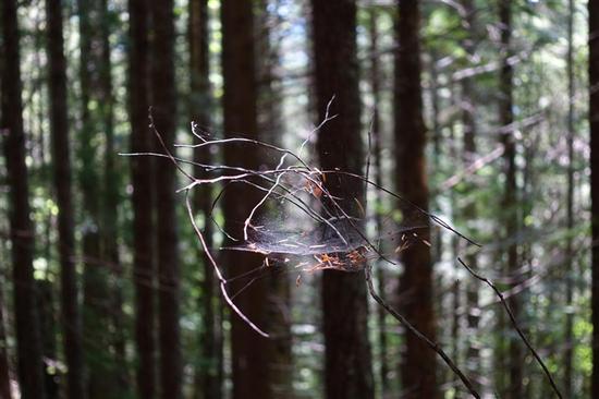 佳能G3X\/索尼RX100IV买哪款