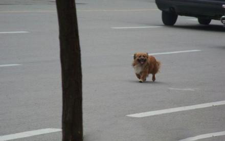 撞狗逃离被认定肇事逃逸:罚2000扣12分