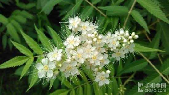 坚果对比红米Note 2