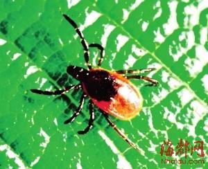 &nbsp;&nbsp;&nbsp;&nbsp;南平5个月大女婴高烧不退 被确诊是恙虫病