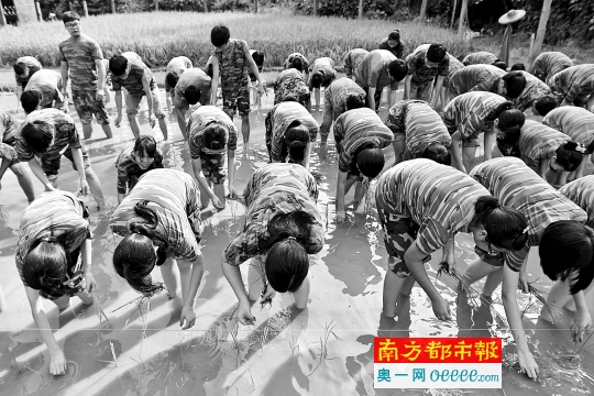 9月24日上午,肇庆四会的一个学农基地,顺德罗定邦中学的高二学生在水田里弯腰插秧。