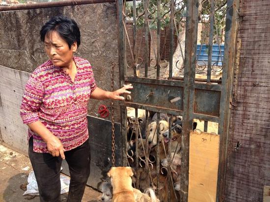 退休教师杨晓云在她位于中国天津的其中一个动物收容点。她已经救下几百只即将被屠宰的狗。（图片来源：《纽约时报》网站）