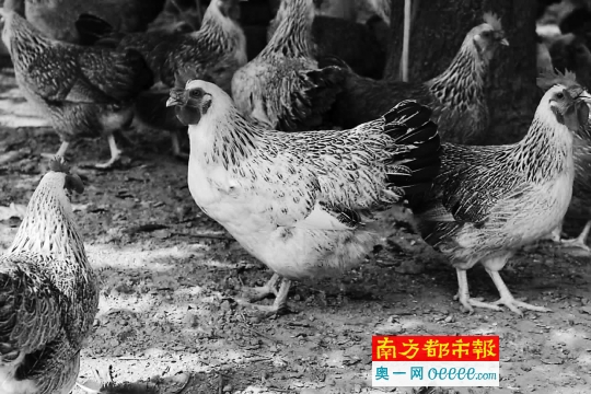 金鸡镇特色鸡种：雪山飞凤。金鸡镇供图