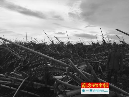 台风过后,湛江蕉农也损失惨重。南都记者 周松柏 摄