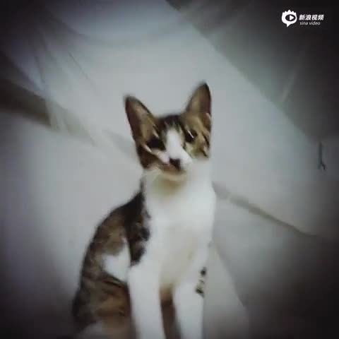 谈东晨-跳钢管舞的任性猫