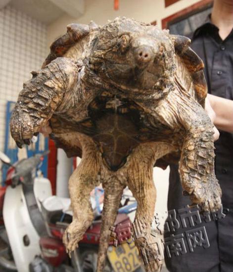 漳州市民买只鳄龟欲放生 怕它乱咬送佛堂听经