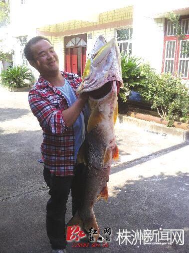 大鱼长1.5米，村民说是野生鱼。（记者 谢慧 摄）