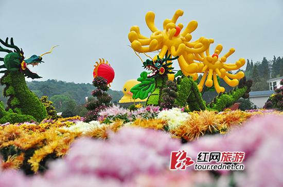 花海中分布着巨型菊花、双龙抢珠等菊花造景。