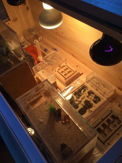 男子花千元买只蚂蚁 只为看它们搬家产卵|蚂蚁