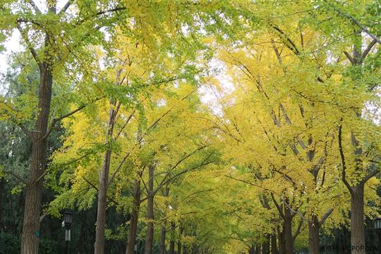 1英寸CMOS佳能G5X相机评测