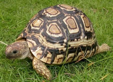 男子花千元买只蚂蚁 只为看它们搬家产卵|蚂蚁