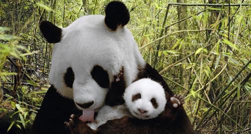 科学家破译熊猫13种语言密码:咩咩咩代表我爱
