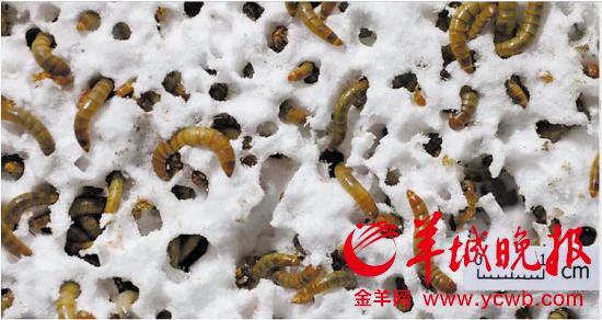 图为正在吃塑料的黄粉虫(由杨军教授团队供图)