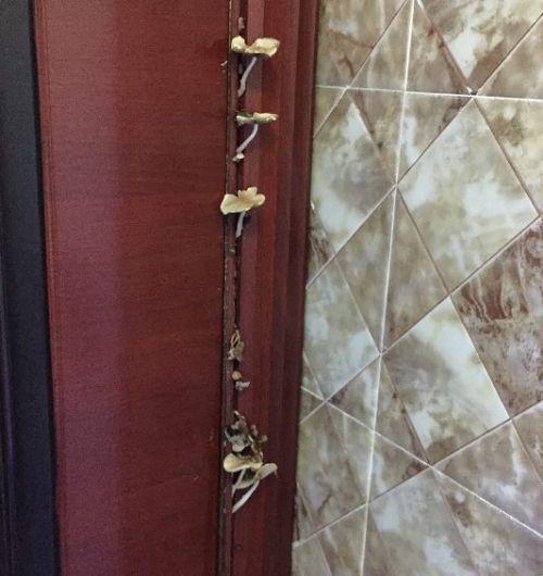 厕所门上长了蘑菇。吴先生供图