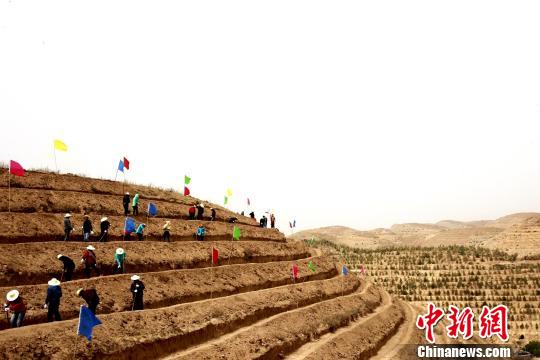 图为海东民众在山坡植树。 张添福 摄
