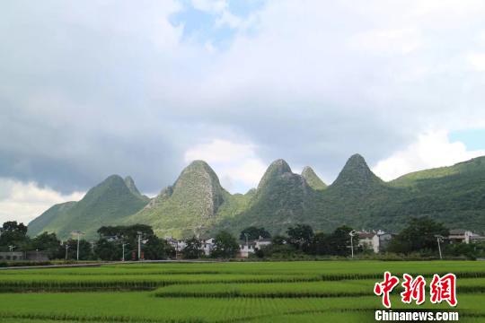 贵州省兴义市万峰林景区。冷桂玉 摄