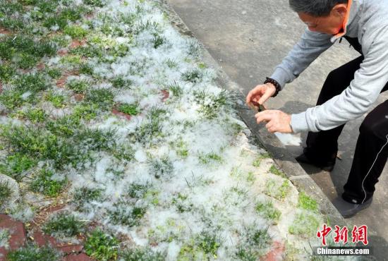 资料图:垂柳大量飞絮,宛如“四月飘雪”。刘家 摄