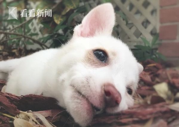 日本無碼
