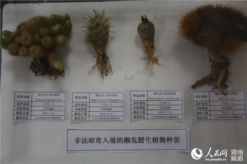 老太婆性猛交 XX 乱