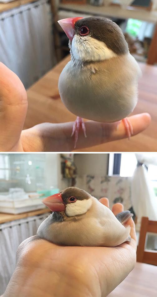 美女露胸