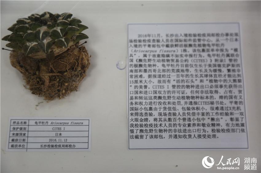 老师的丰满大乳奶