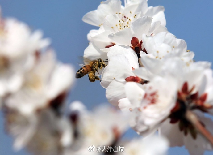 美女黄色像