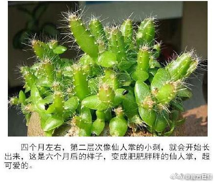 台灣偽娘