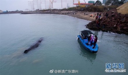 顶级国模李丽莎无码视频