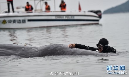 欧美大片Xxxx