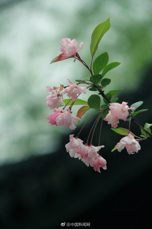 免费 中文 色情