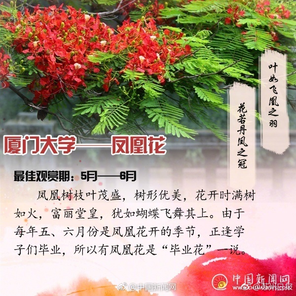 黑人黄瓜自慰