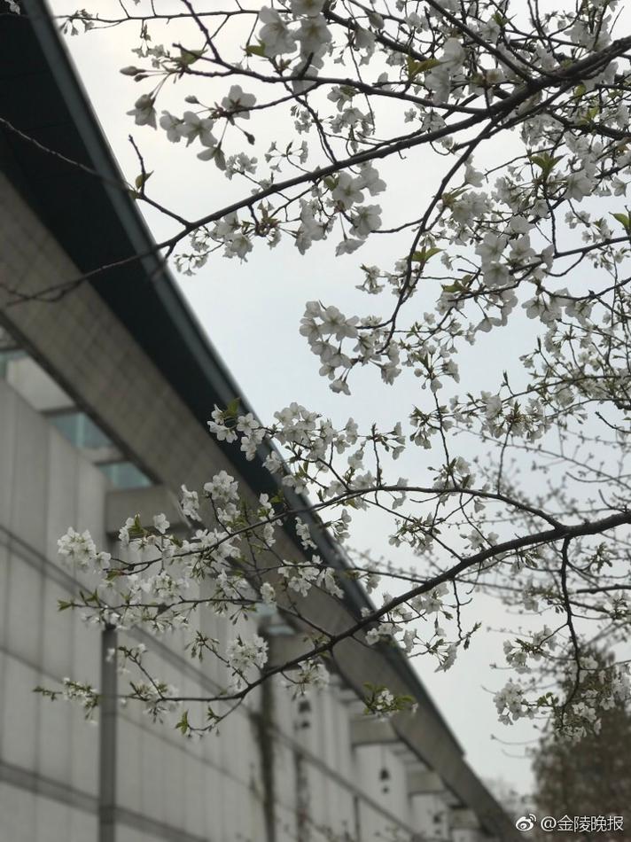 城中棚户区野鸡
