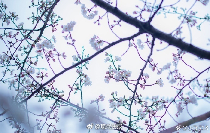 能在线免费观看黄色视频高清版的网站