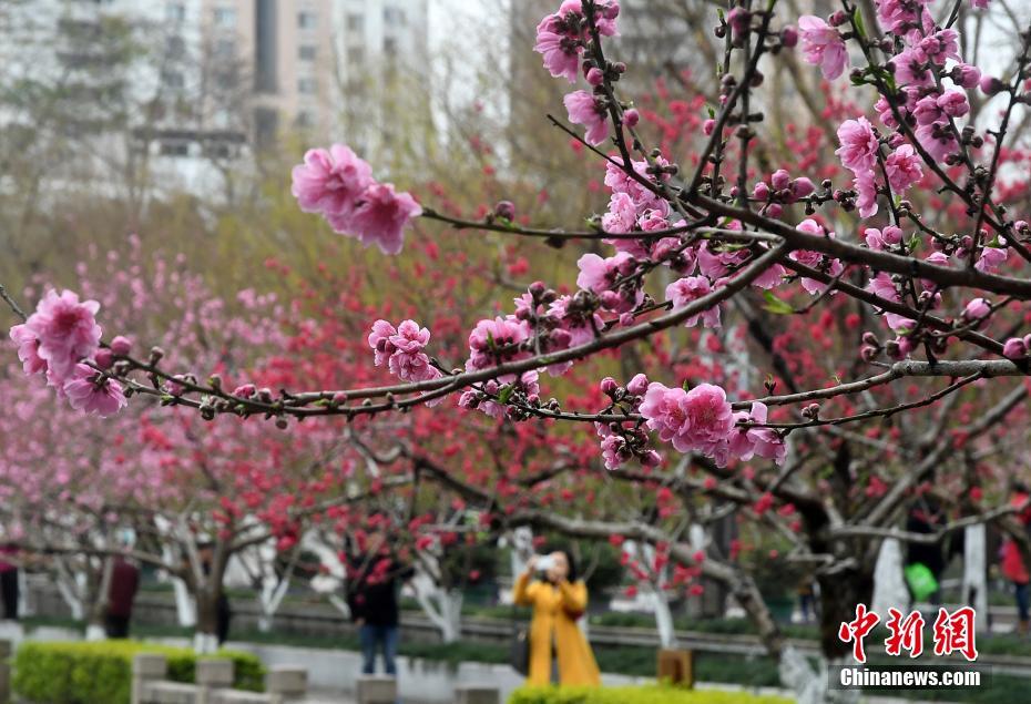 张柏芝门户大开照