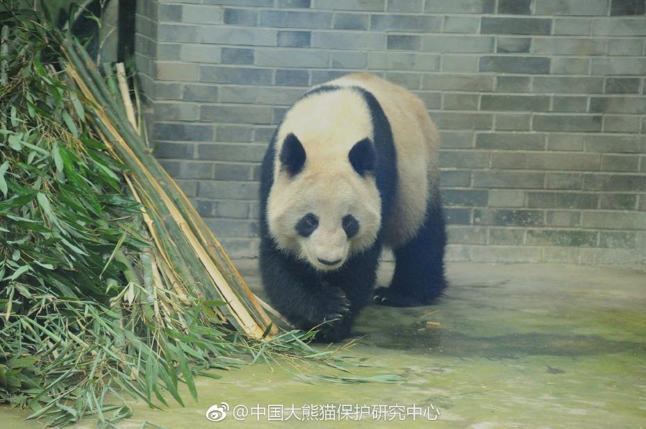 泰国性都AA片