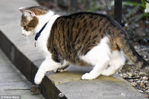 欧美老妇猛交X?X