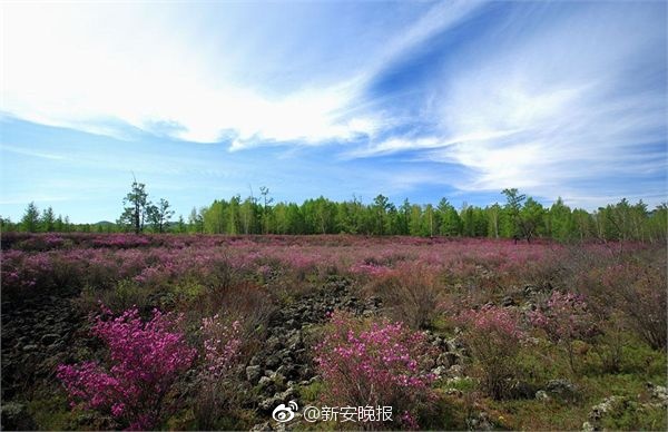 欧美一级大黄片