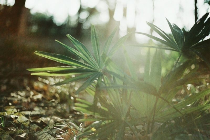 荷兰性爱小电影