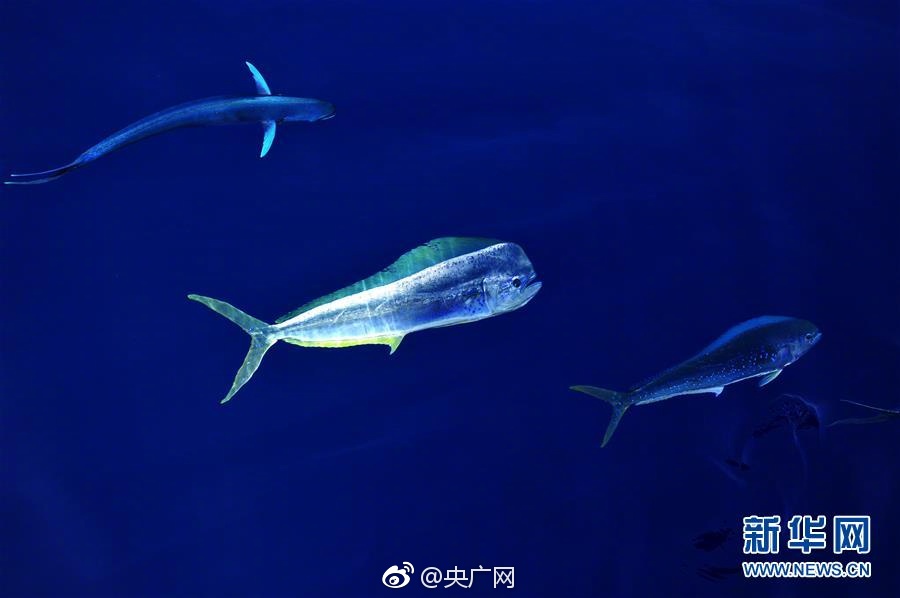 蝌蚪  九色啦403