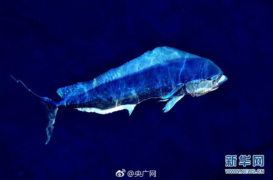 com.缅甸北部www