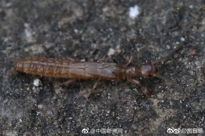 杨幂  喷水好爽