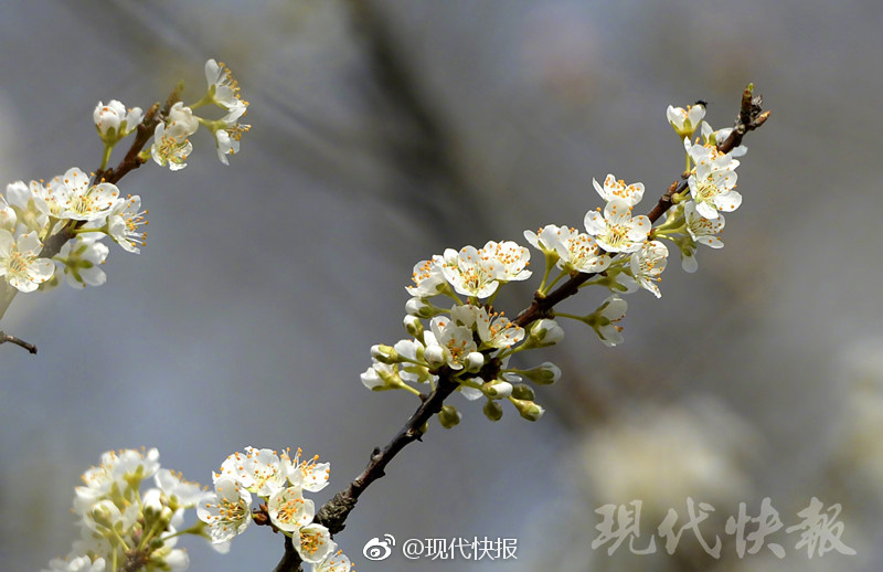欧美成人一区二区三区