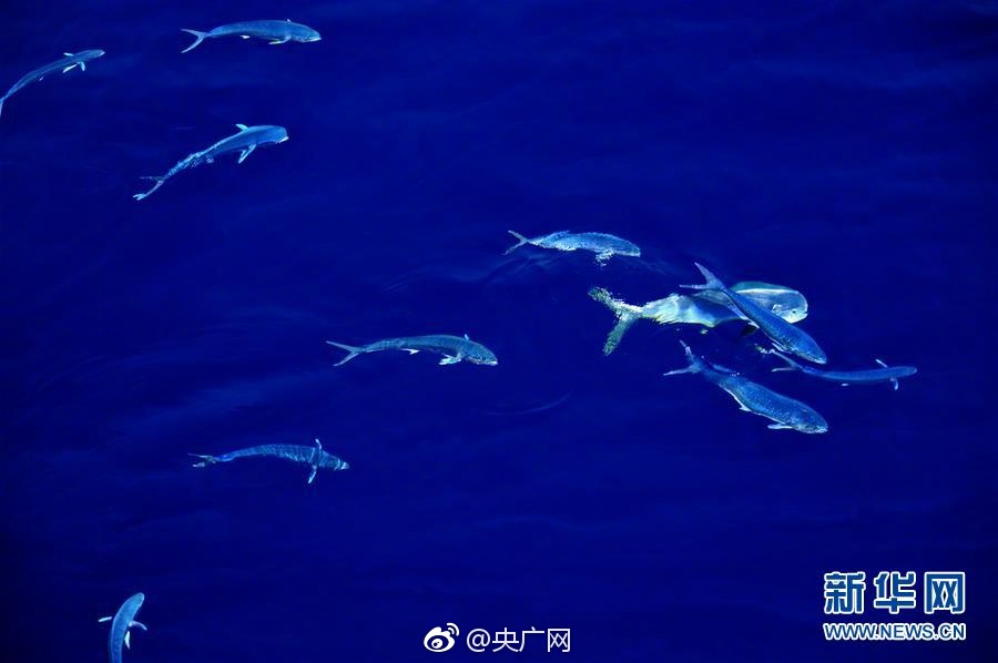 明星 性愛 視頻