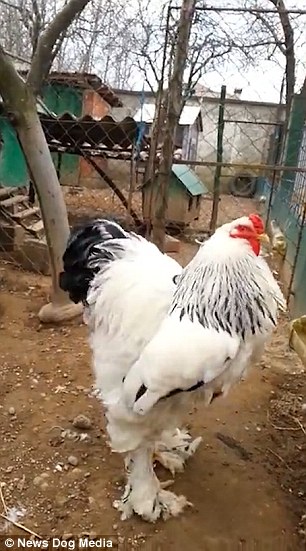 亚洲麻豆