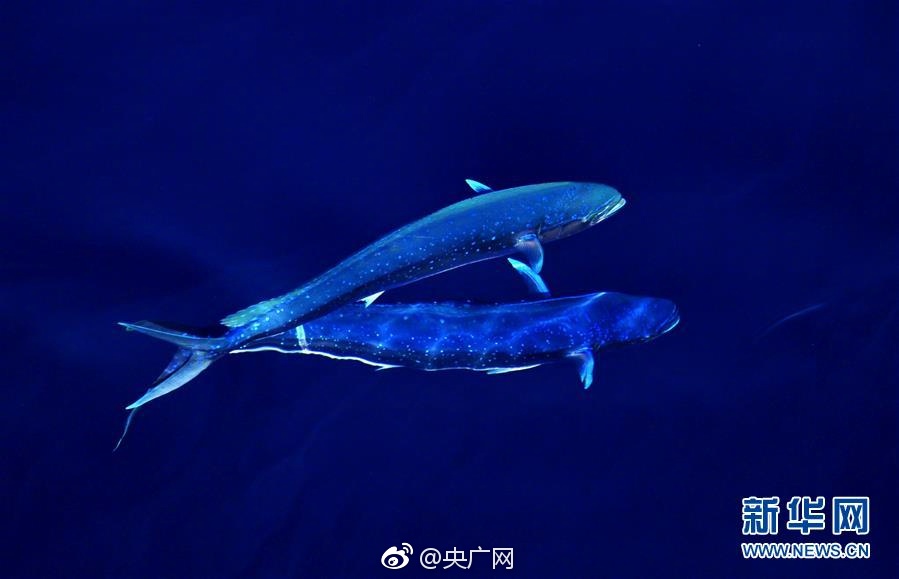 草莓丝瓜芭乐鸭脖奶茶翡翠