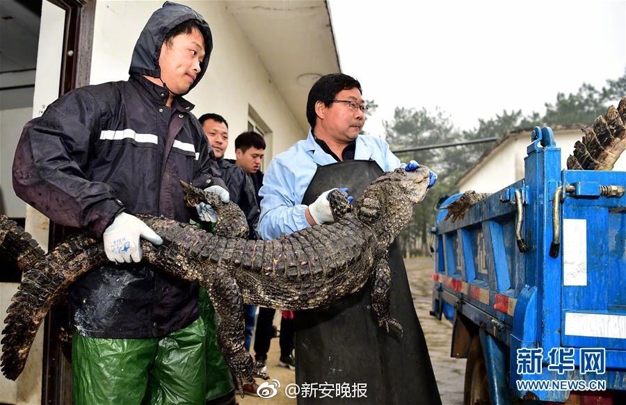 一级爱片