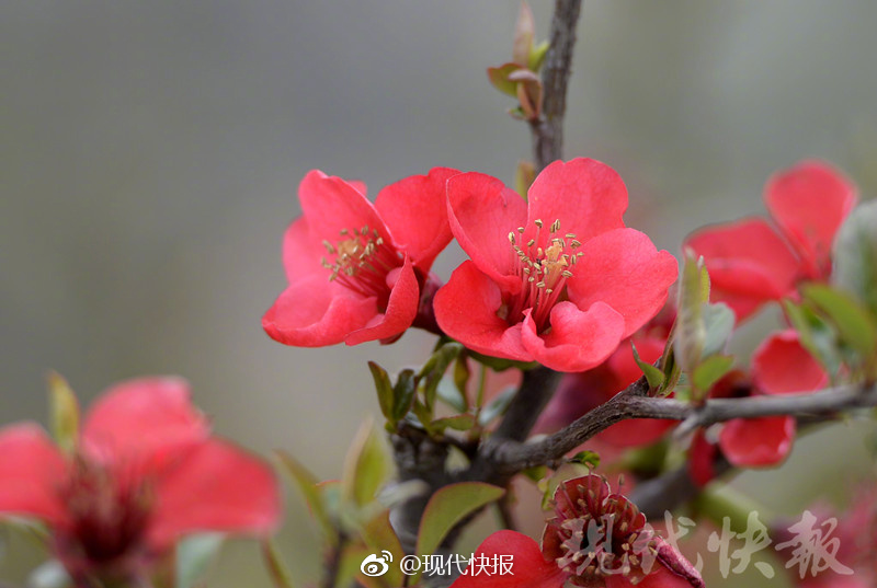 性中国农村另类Tⅴ