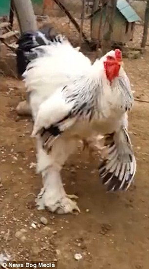 黄色黄色黄片毛片免费看