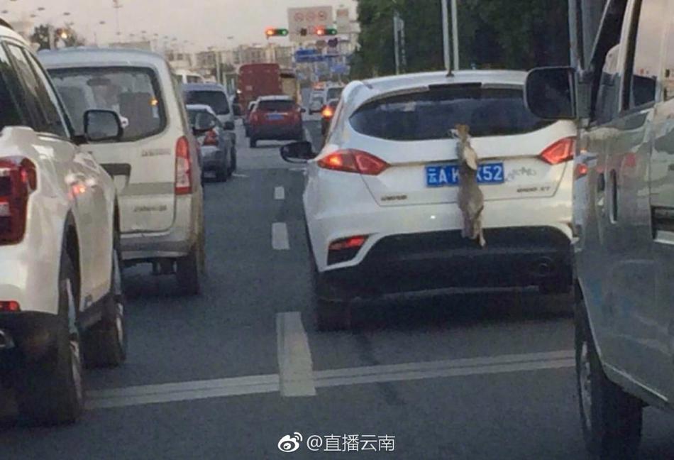 动漫美女被操