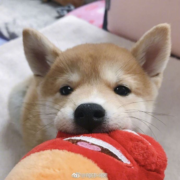 神崎紗衣